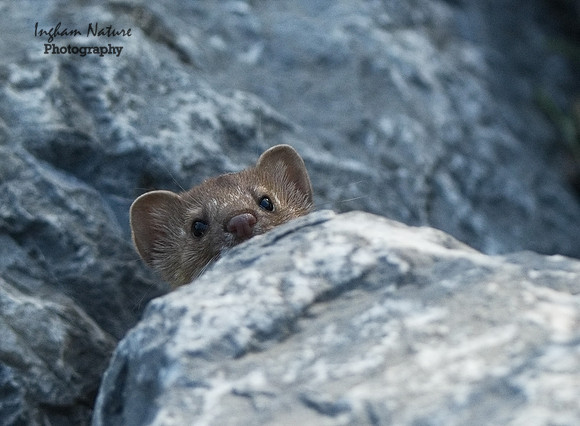 Weasel - Long Tailed