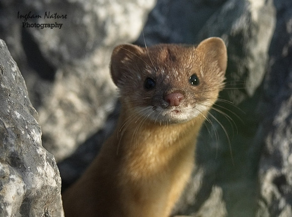 Weasel - Long Tailed