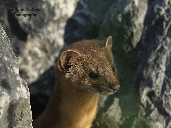 Weasel - Long Tailed