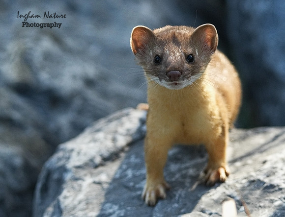 Weasel - Long Tailed