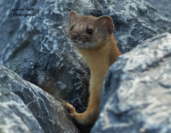 Weasel - Long Tailed