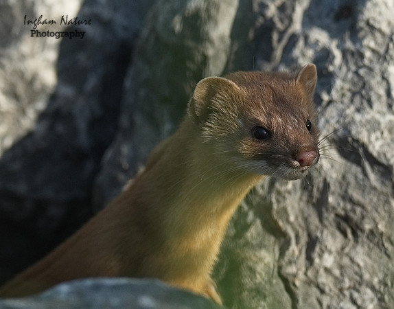 Weasel - Long Tailed
