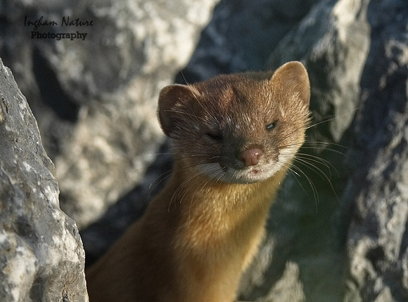Weasel - Long Tailed