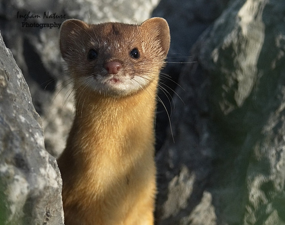 Weasel - Long Tailed