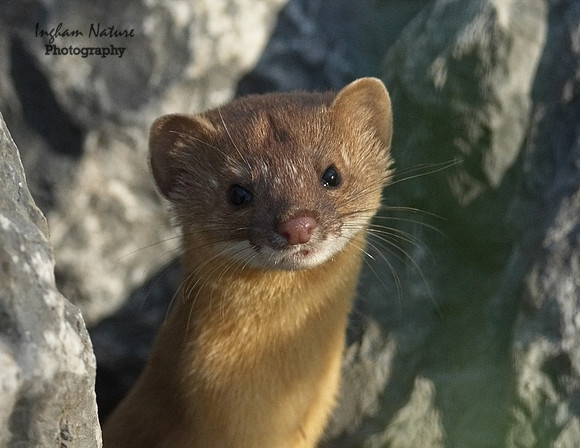 Weasel - Long Tailed