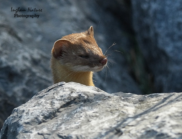 Weasel - Long Tailed