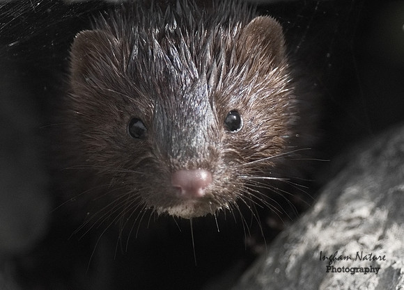 Mink (North American)