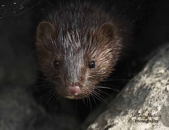 Mink (North American)