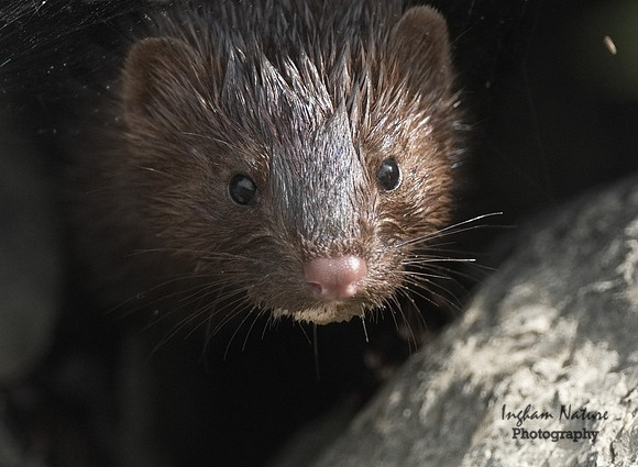 Mink (North American)