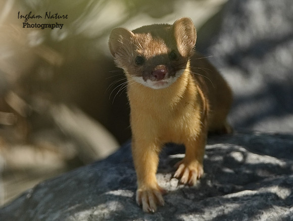 Weasel - Long Tailed