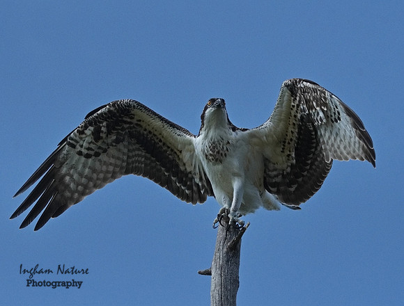 Osprey - Immature