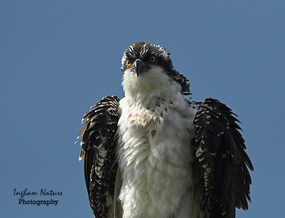 Osprey - Immature