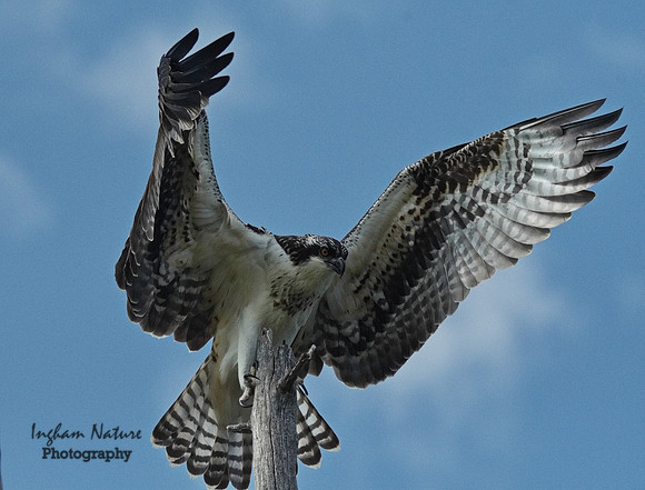 Osprey - Immature