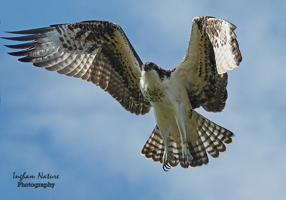 Osprey - Immature