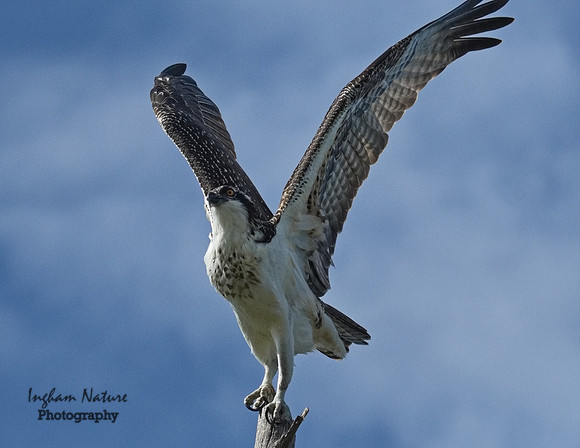 Osprey - Immature