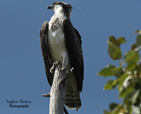 Osprey - Immature