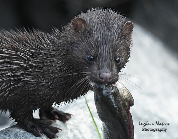 Mink (North American)