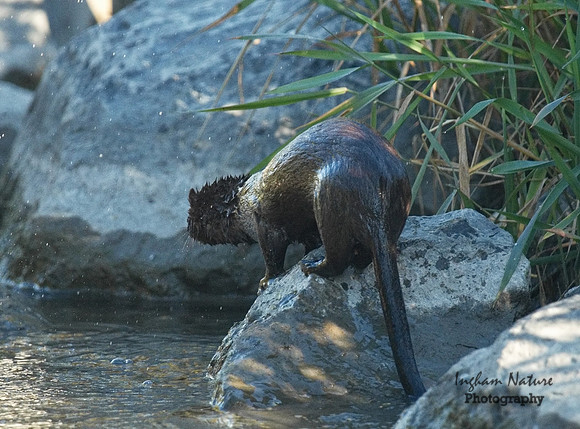 Mink (North American)