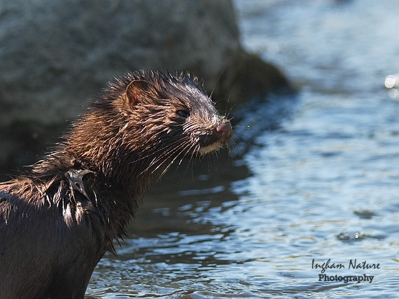 Mink (North American)