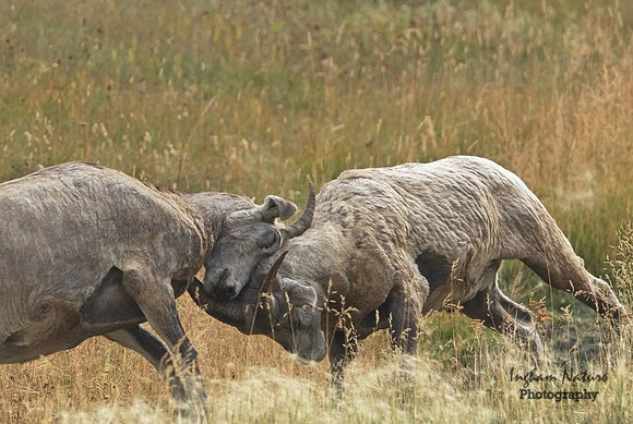 Rocky Mountain Sheep