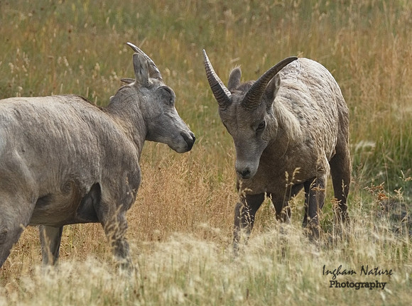 Rocky Mountain Sheep
