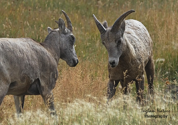 Rocky Mountain Sheep