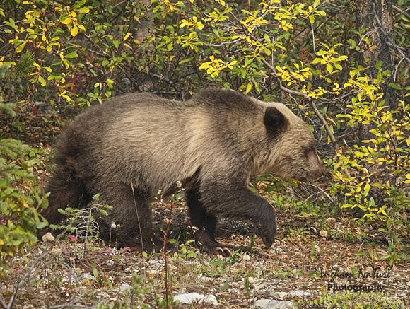 Grizzly Bear - Juvenile(s)