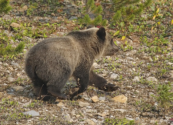 Grizzly Bear - Juvenile