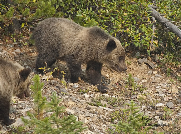 Grizzly Bear - Juvenile