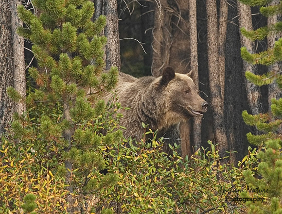 Grizzly Bear - Adult