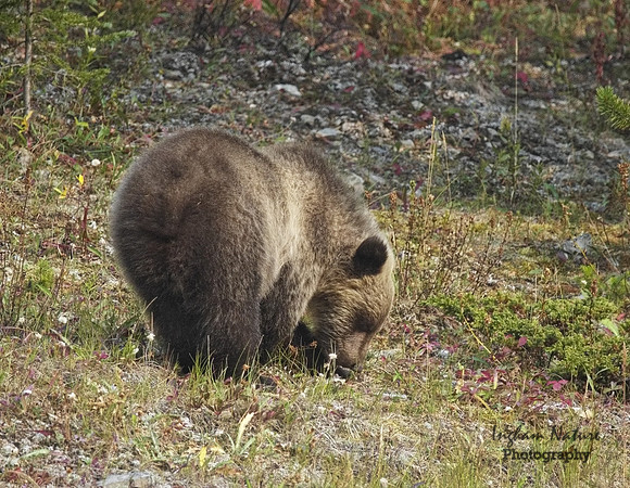 Grizzly Bear - Juvenile