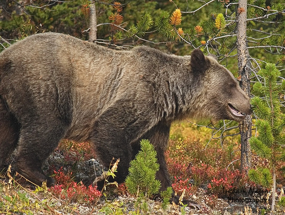 Grizzly Bear - Adult