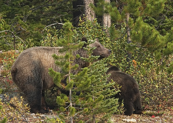 Grizzly Bear - Adult & Juvenile