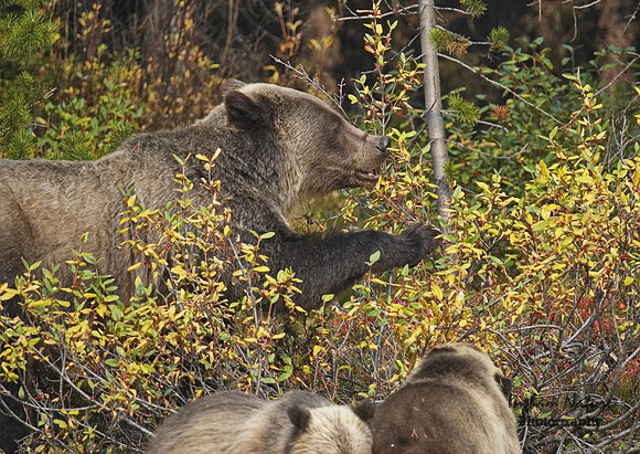 Grizzly Bear - Adult