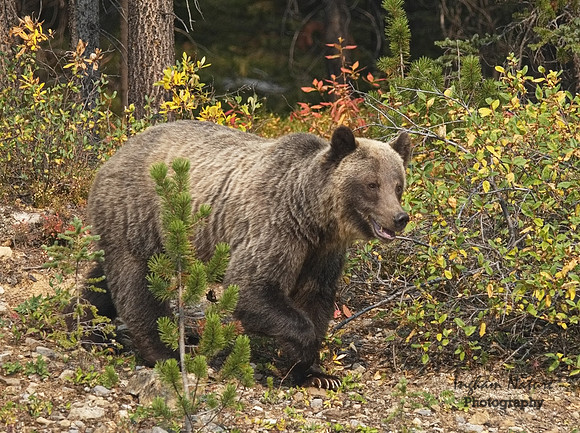 Grizzly Bear - Adult