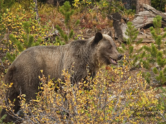 Grizzly Bear - Adult