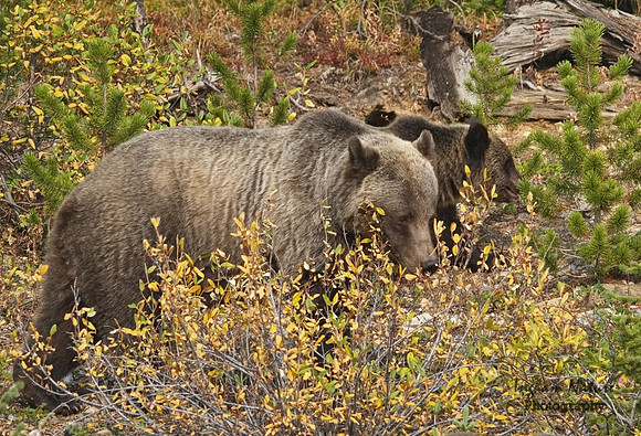 Grizzly Bear - Adult & Juvenile