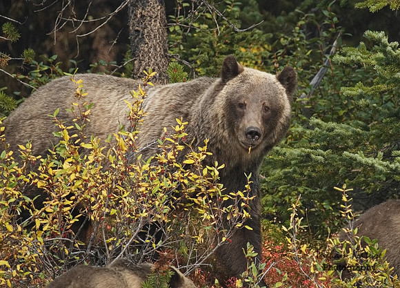 Grizzly Bear - Adult