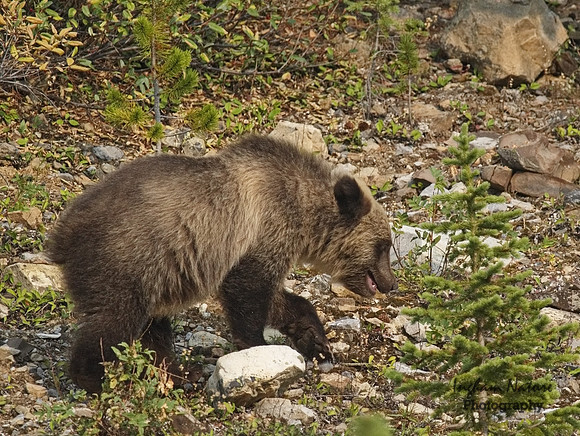 Grizzly Bear - Juvenile