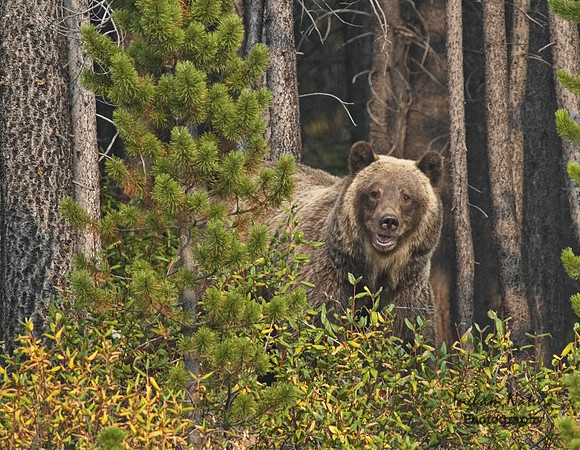 Grizzly Bear - Adult