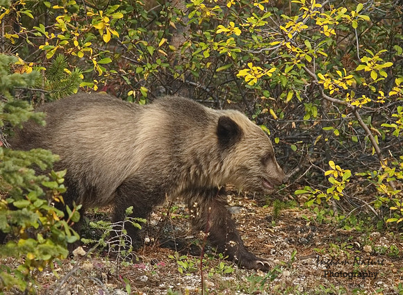 Grizzly Bear - Juvenile