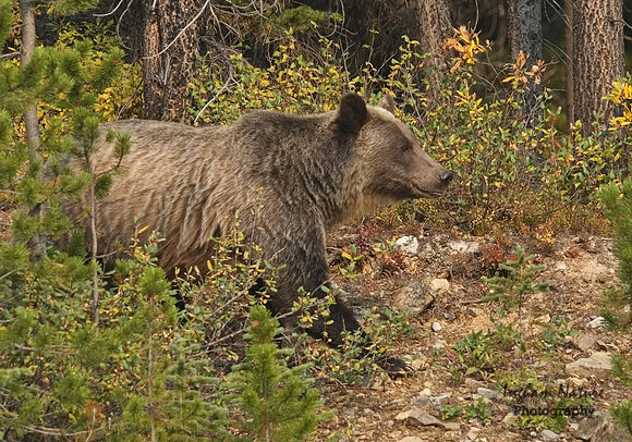 Grizzly Bear - Adult