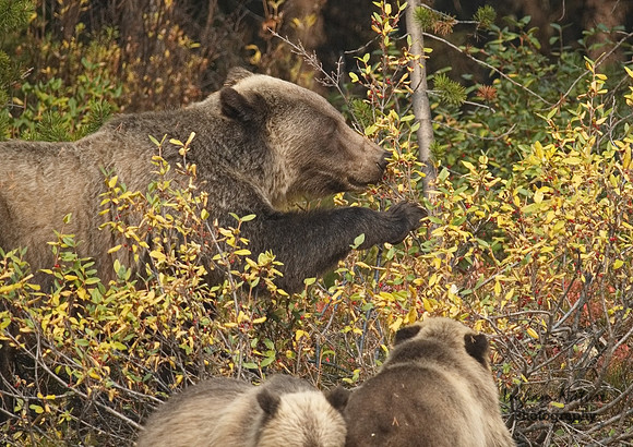 Grizzly Bear - Adult