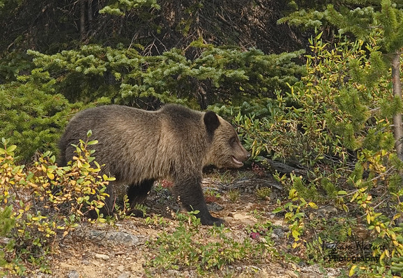 Grizzly Bear - Juvenile