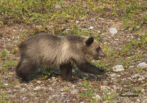 Grizzly Bear - Juvenile