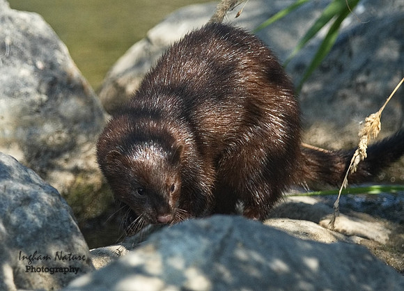 Mink (North American)