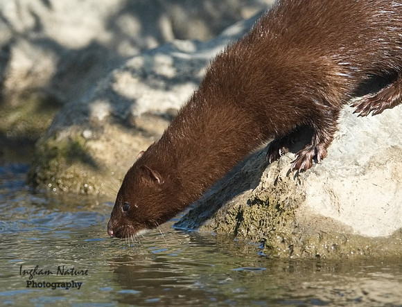 Mink (North American)