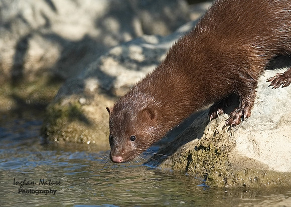 Mink (North American)