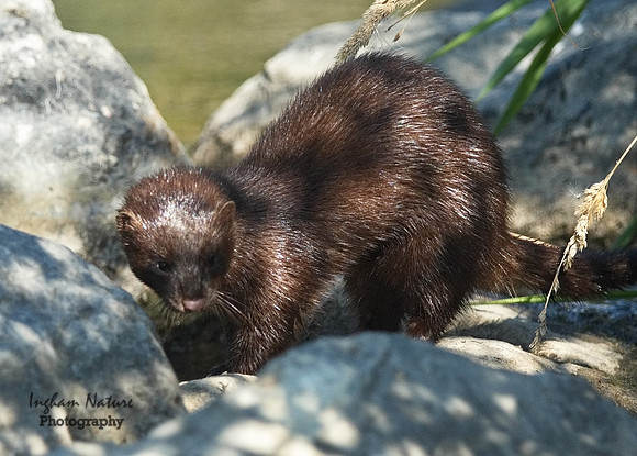 Mink (North American)