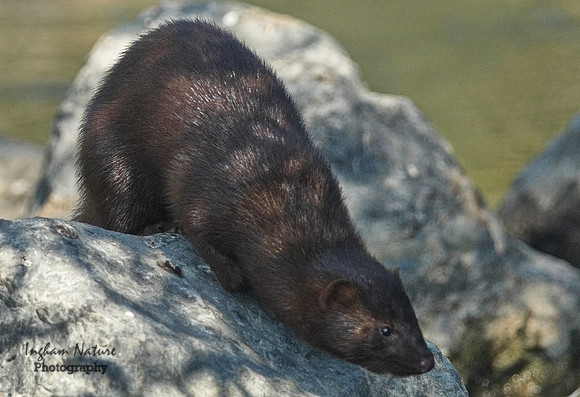 Mink (North American)